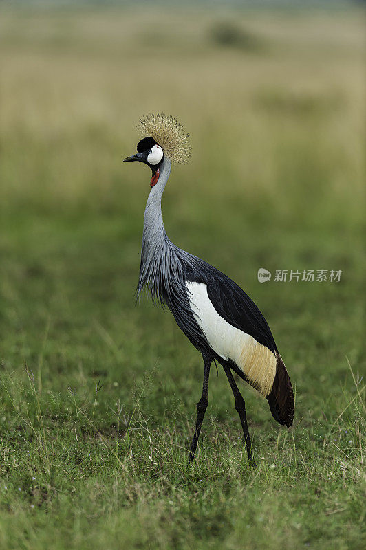 灰冠鹤(Balearica regulorum)是白鹤科的一种鸟类。肯尼亚马赛马拉国家保护区。